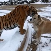 笑不停：老虎：你感动么？狗子：不敢动不敢动。