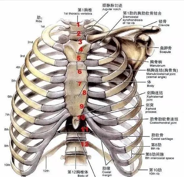 如何通过胸片判断胸腔积液量？