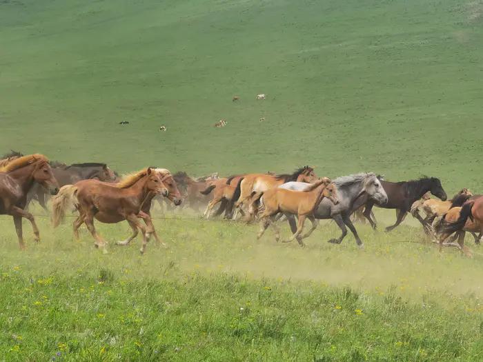 锡林郭勒草原冬天骑马,锡林郭勒盟大草原骑马