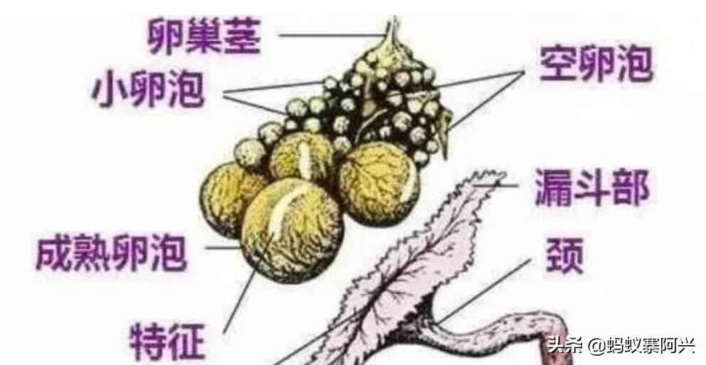 母鸡为啥可以无卵生蛋,母鸡可以不需要公鸡授精吗