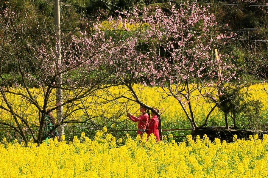 春日山行张旭书法,春日山行张旭写的诗