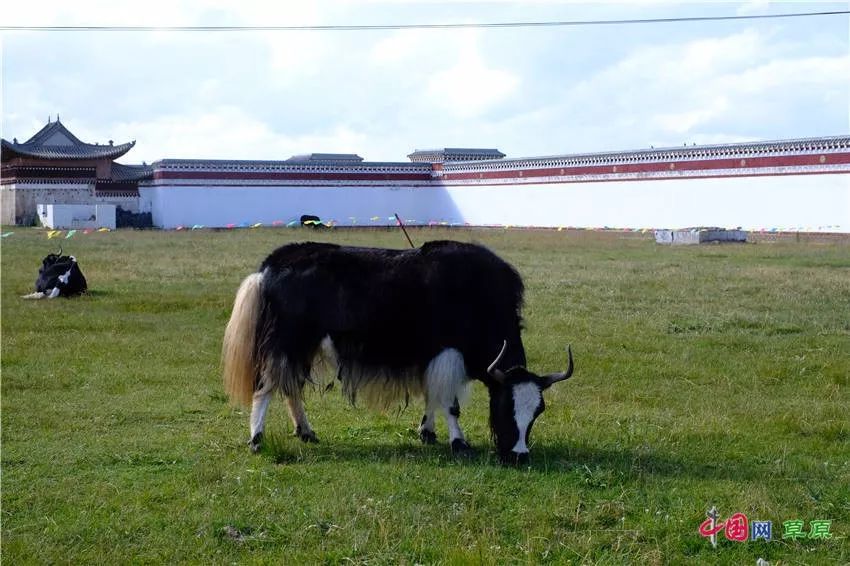 大梅看草原丨盛夏的甘南玛曲，美得脱俗惊艳