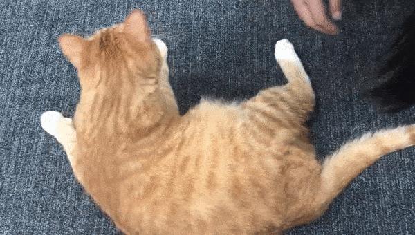 跟猫咪玩耍的时候它咬人,猫咪咬人怎么办一招教你制服