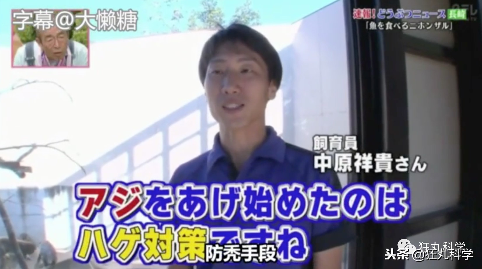 鏃ユ湰鐚村瓙鍚冮奔,鏃ユ湰鐚村瓙绉冨ご鍚冮潚鑺遍奔