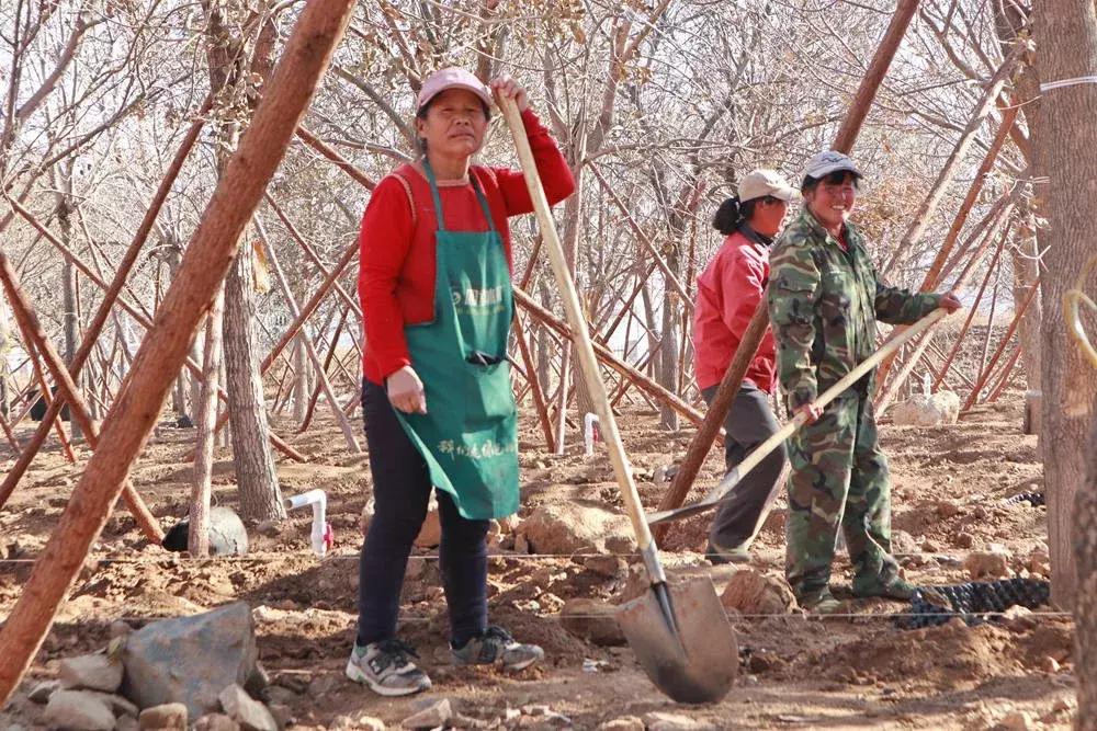 这一株白蜡，让山里人心里有了乘凉处