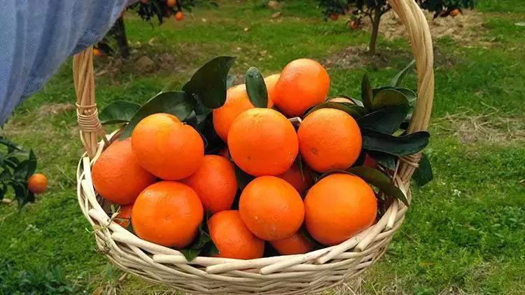 沙糖桔现在批发一筐大概多少钱,今天永福沙糖桔收购价多少钱1斤