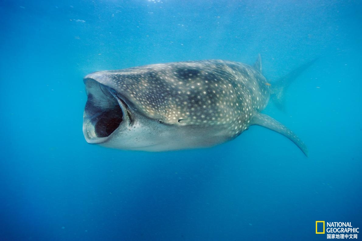 盘点过去十年破解的鲨鱼的秘密生活