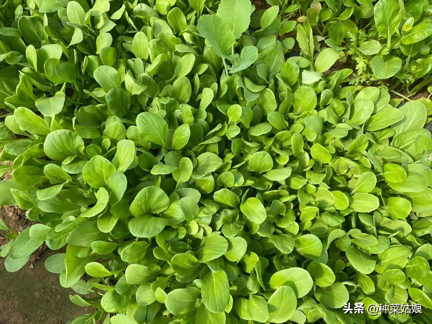 种菜总是长虫怎么处理,种菜里有小蚜虫怎么办