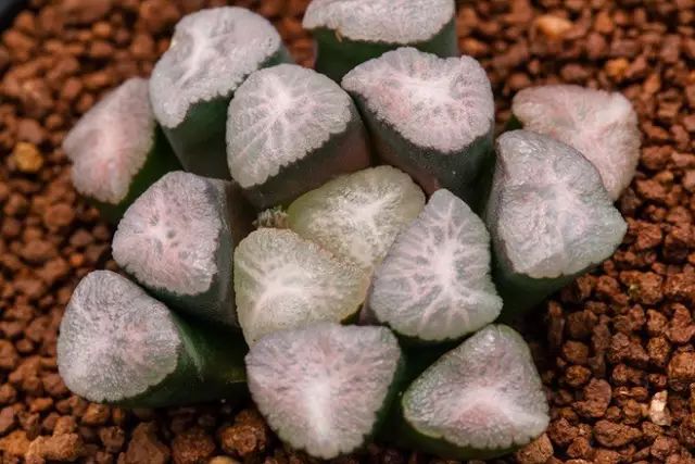 多肉植物好养又容易开花,长相怪异的9种多肉植物