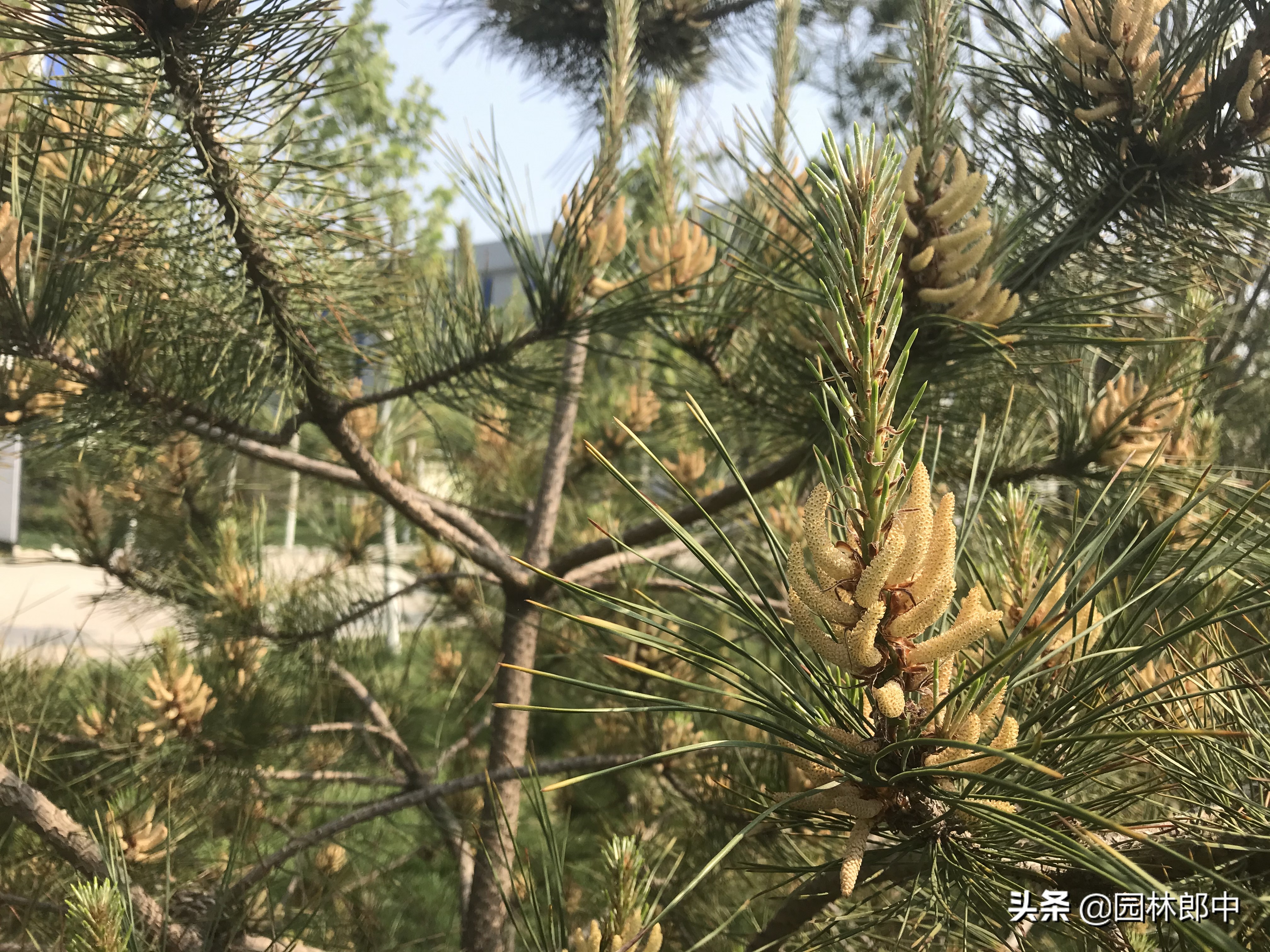 松树叶子干枯是怎么回事,松树的松针发黄是什么原因