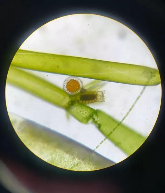 绵中保送北大,绵中高中清北