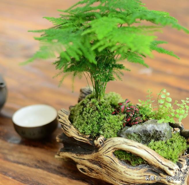 什么竹子盆栽好养,什么盆栽竹子好养活又好看