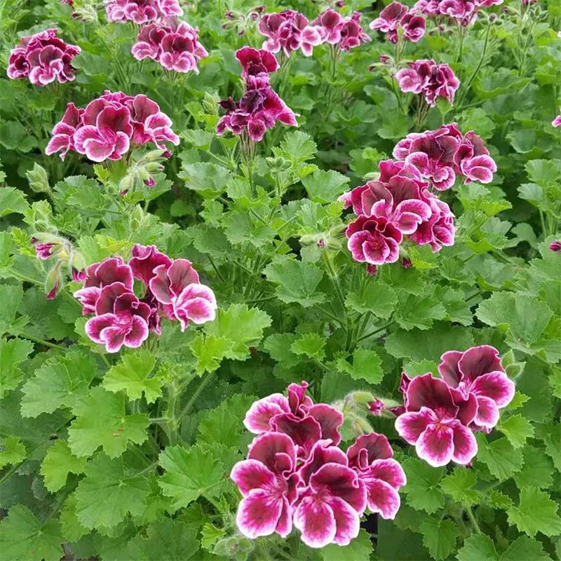 10种天竺葵,天竺葵100种图片大全