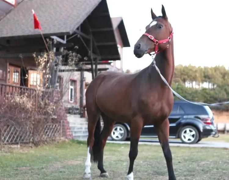 直播跑男长春在线观看,跑男探班直播