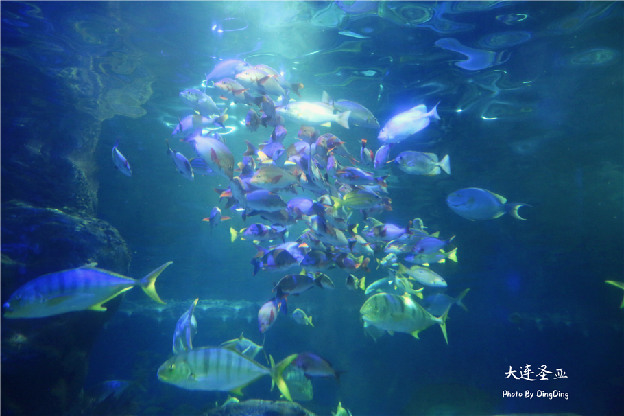 北方明珠活力四射的浪漫之都大连，国内最具特色的海洋世界圣亚