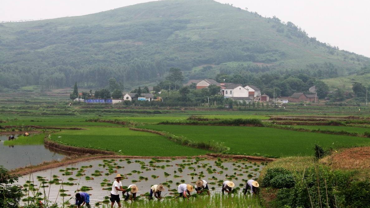 知青岁月回忆当年,知青记忆蹉跎岁月
