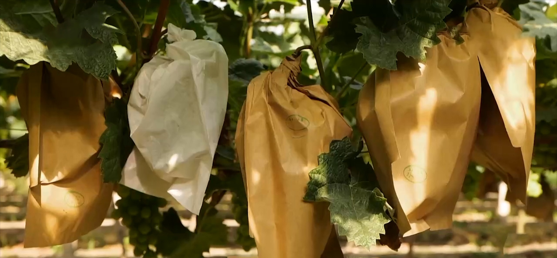 农村种植葡萄一年收入,80后小伙创业种葡萄