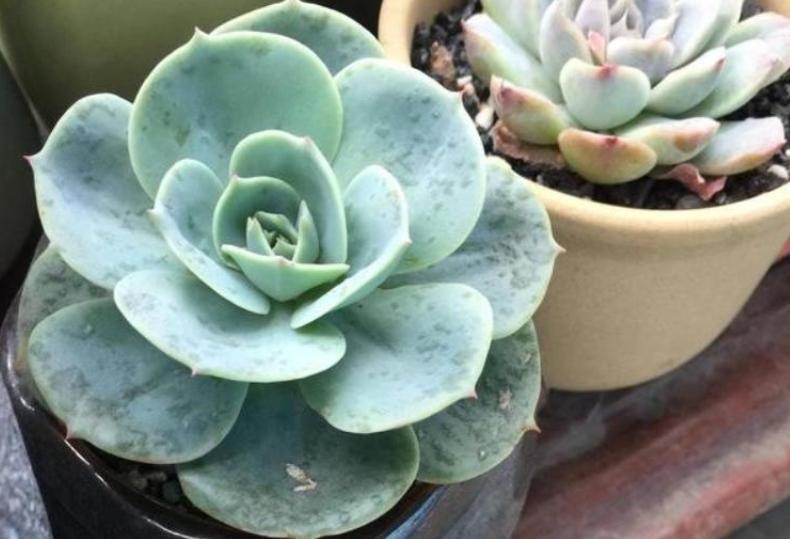 多肉白腐病怎么处理,多肉的白粉病怎么治疗