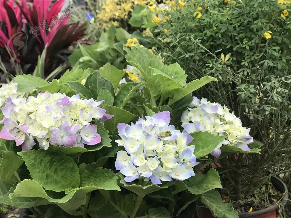 踏春赏花成都这些地方值得去看看,双流踏青赏花