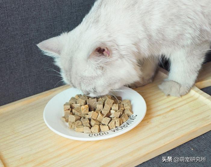 你家英短蓝猫什么样,美短英短哪个性格好