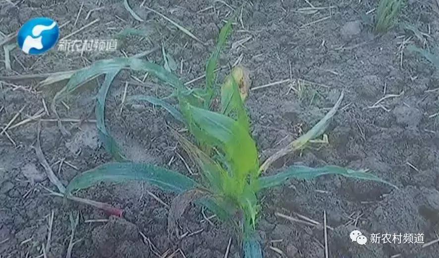 玉米除草剂药害玉米减产吗,玉米受药害减产吗