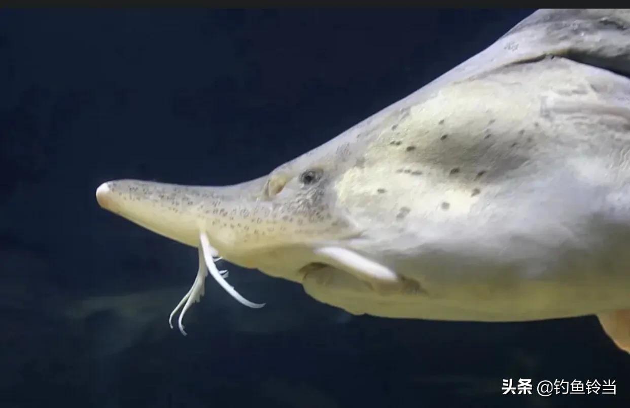 黑龙江的达氏鳇鱼,达氏鳇鱼为什么那么便宜