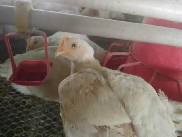 鸡感冒用药方法,鸡感冒咳嗽怎么治