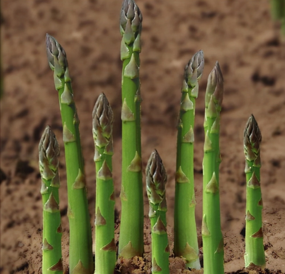 芦笋的种植方法和管理,芦笋的种植技术和管理方法