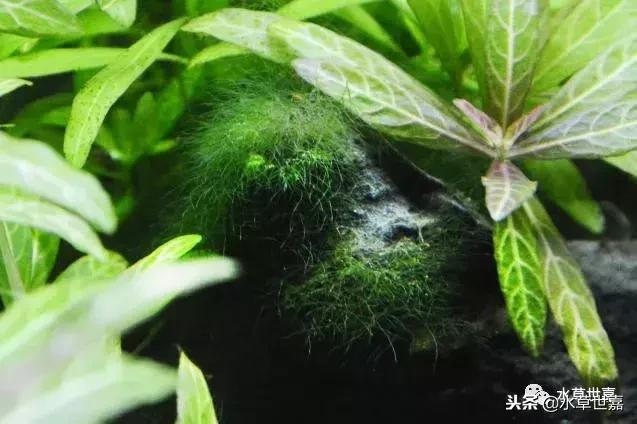 草缸常见10种藻类的解决方法,草缸藻类生物防治方法