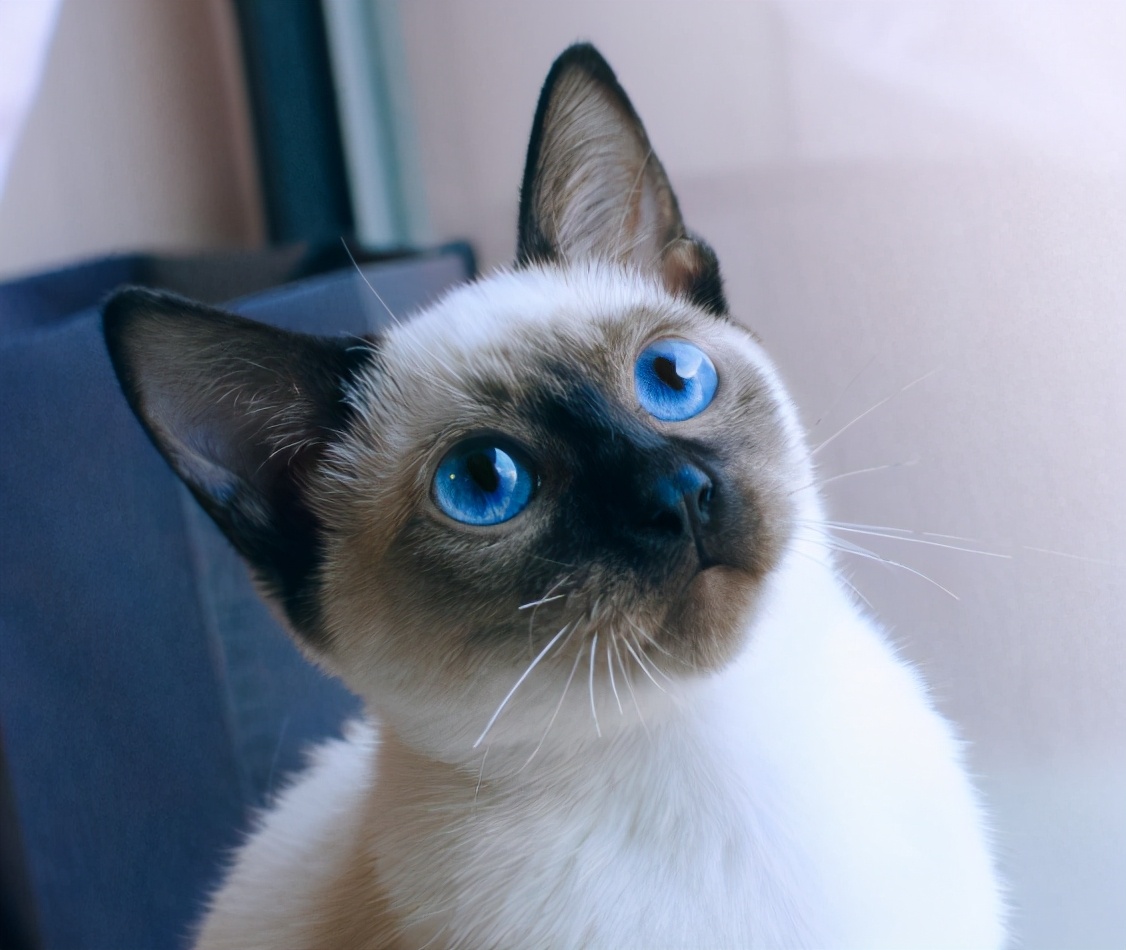 有哪些品种的猫咪性格特别黏人,猫界最粘人英短蓝白