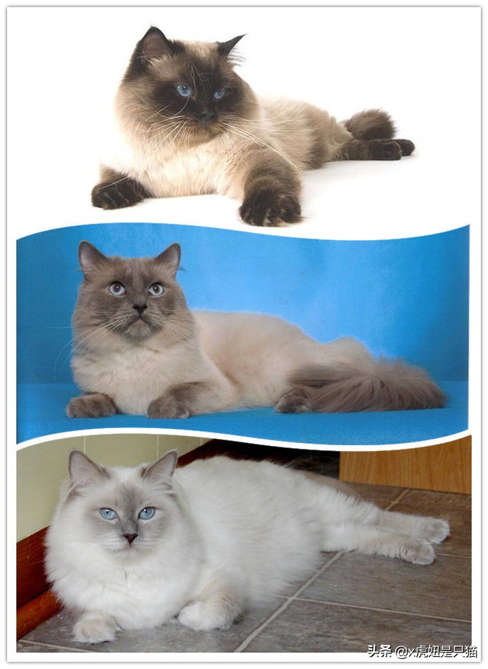 布偶猫繁育颜色,布偶猫如何繁育最好的品相