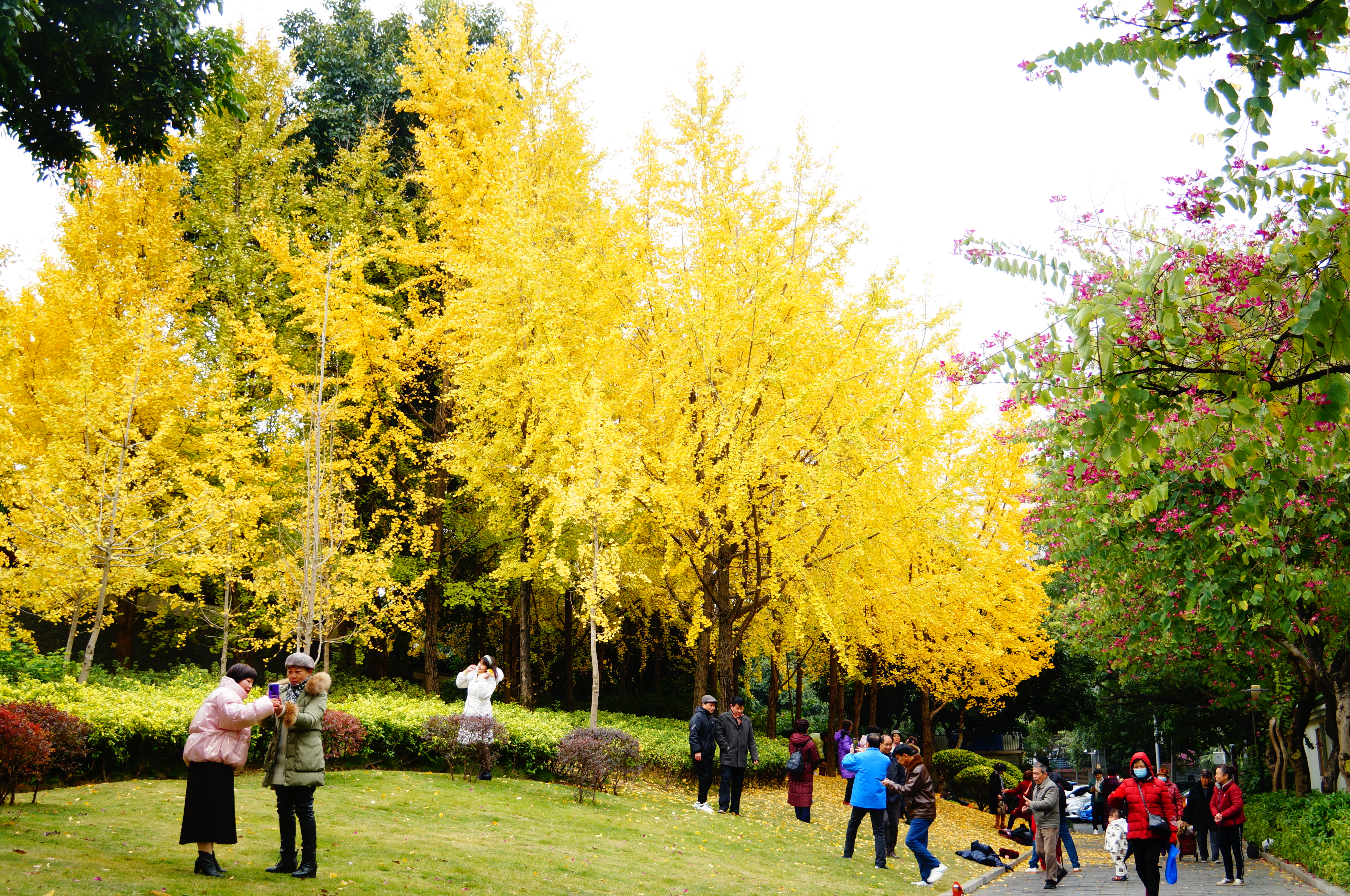 柳州的柳侯公园景色,柳州的秋天美景