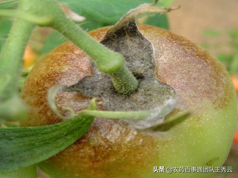 西红柿晚疫病难防治？这几点注意好了，看好原因才能对症下药