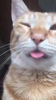 吐舌头的猫是有病吗,吐舌头的喵星人