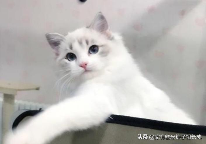 想购买猫咪在哪里购买比较好,购买猫咪一般在网上哪里卖