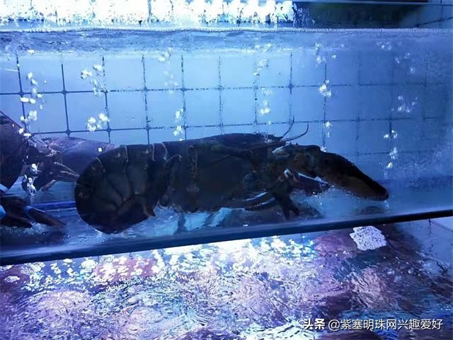 日照旭日家园渔家乐是在吴家台吗,日照吴家台旭日家园渔家乐