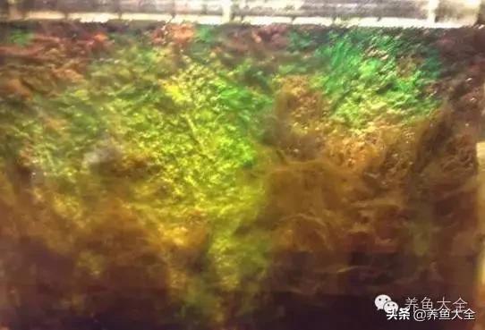 去除鱼缸水垢的最好方法,鱼缸灯水垢清除妙招