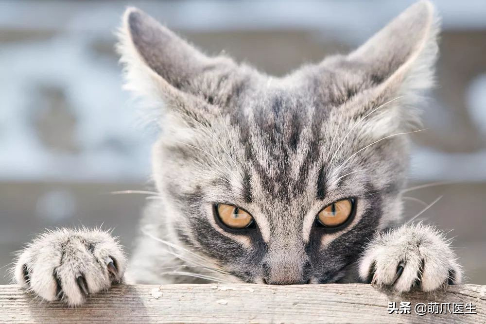 丧尽天良的黑心试剂盒，你们害死了多少猫