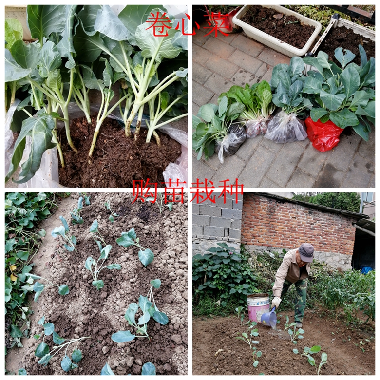 蔬菜档案甘蓝类,甘蓝蔬菜档案介绍