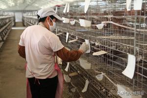 养殖肉鸽赚钱吗,养殖肉鸽子一年能挣多少钱