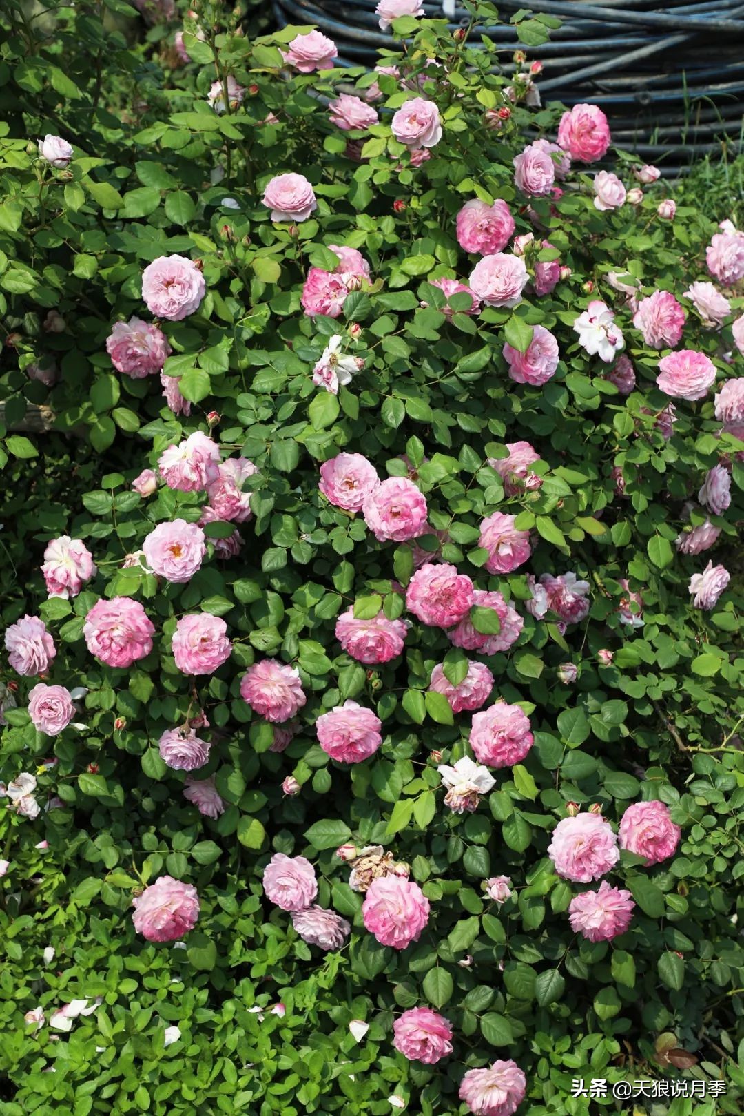 4月最浪漫的一次花开，是171个低价月季小苗带来的巅峰时刻！