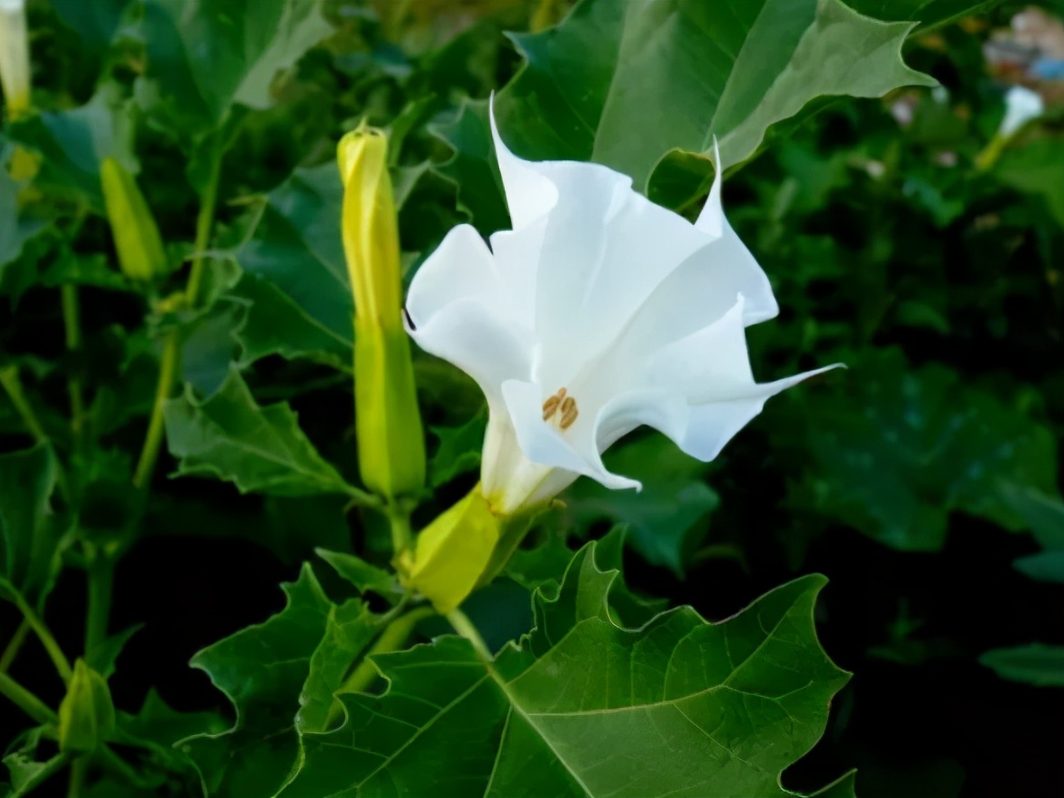 民间4大佛教花卉，见花见吉祥，是真的吗？