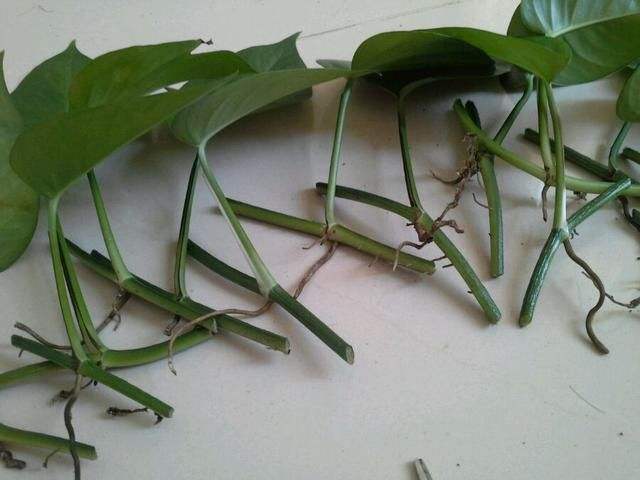绿萝修剪下来的藤条土养,绿萝有藤条需要怎么修剪