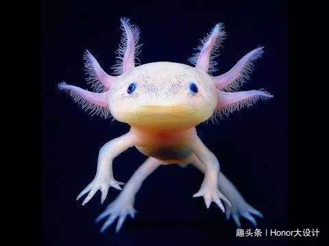 世界上最胖的六角恐龙,最罕见的蓝色六角恐龙