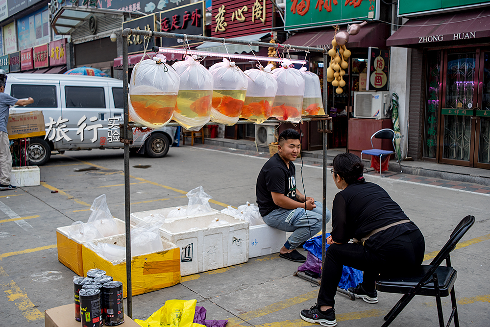 一周一次的宠物市场,天津适合带宠物去游玩的地方