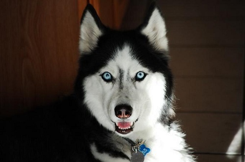 狗鼻子上长癣能自愈吗