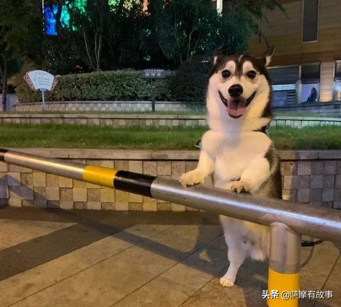 委屈！萨摩耶的混血，是一点没混出萨摩耶的美貌