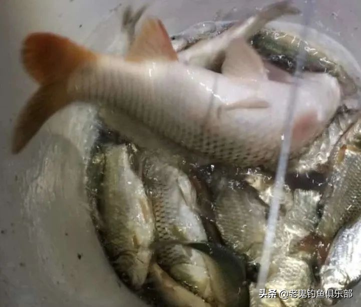 老鬼夏季大板鲫狂拉黑坑开饵视频,老鬼湖库之王狂拉大板鲫怎么样