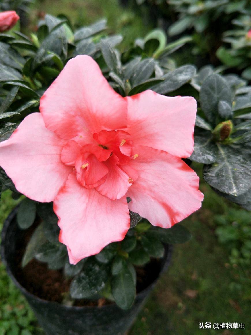 杜鹃花小苗易活还是大苗易活,杜鹃花苗刚收到怎么栽种