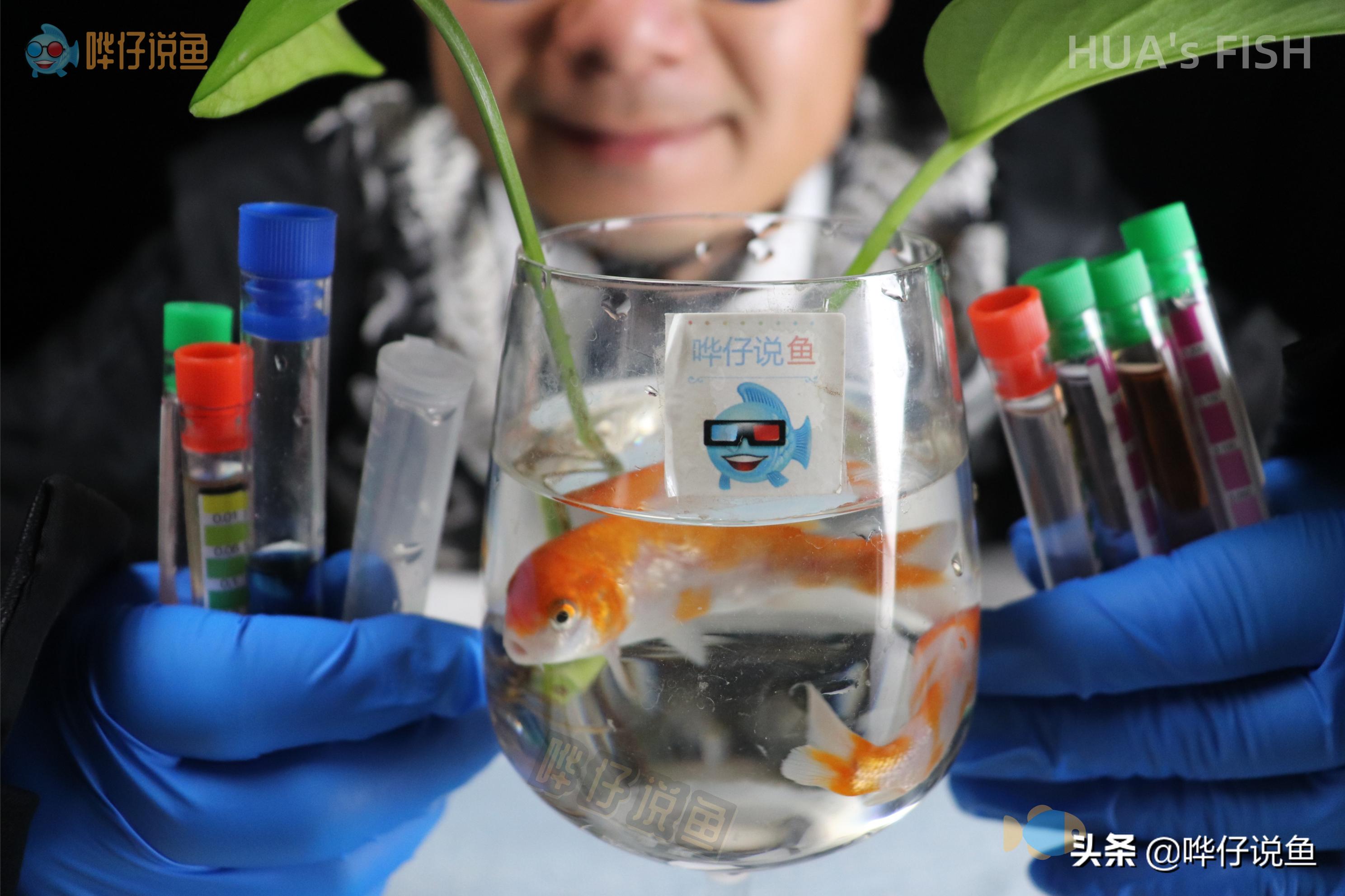 怎么测鱼缸的水质适不适合鱼生存,鱼缸水质需要检测哪些数据